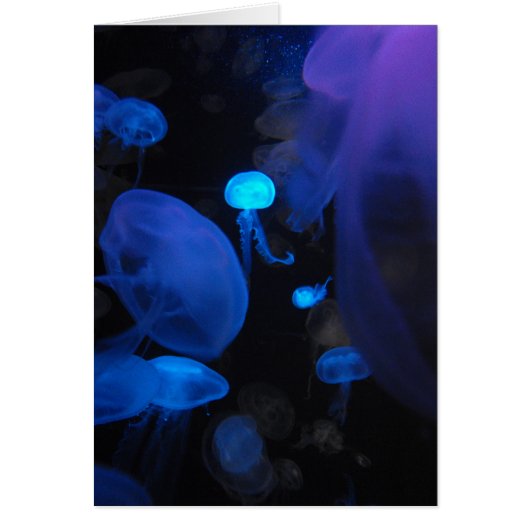 Jellies Cards (Front)