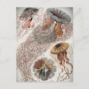 Jellies (jellyfish) in pastel colors postcard