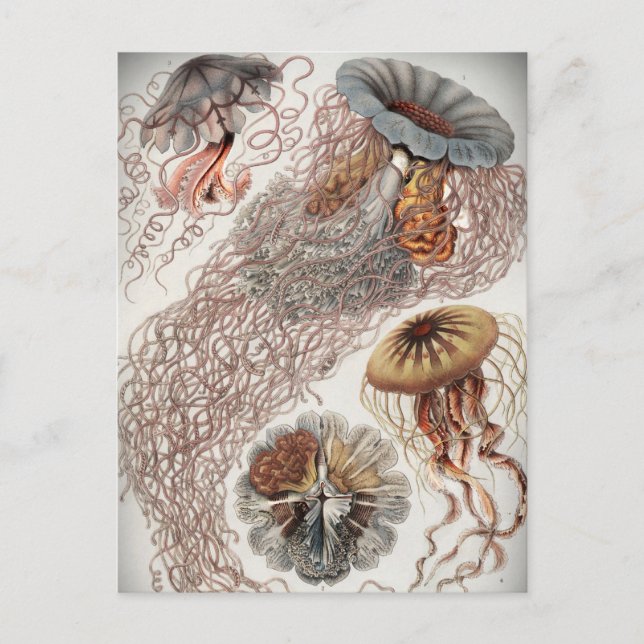 Jellies (jellyfish) in pastel colors postcard (Front)