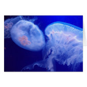 Jelly Balance (Front Horizontal)