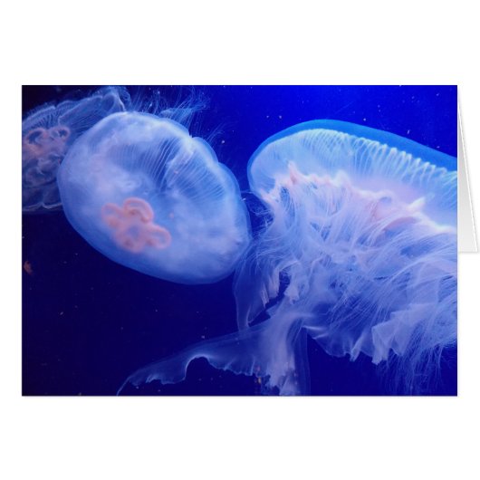 Jelly Balance (Front Horizontal)