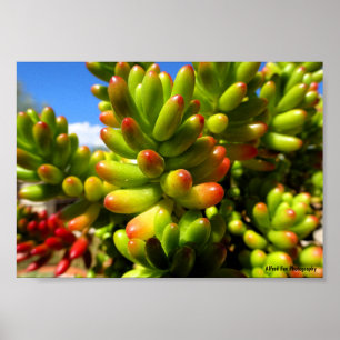 Jelly Bean Succulent Plant Poster