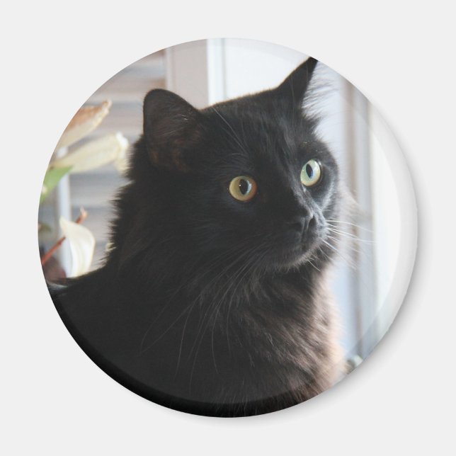 Jelly Bean, the black licorice cat, magnet (Front)