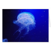 Jelly Bely (Front Horizontal)