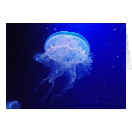 Jelly Bely (Front Horizontal)