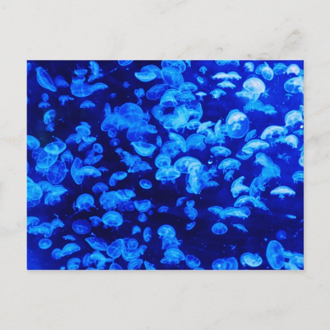 Jelly Blue Fish Postcard (Front)