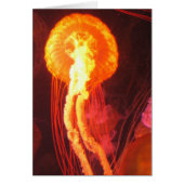 Jelly Fish 4 (Front)