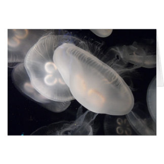 Jelly Fish Cards