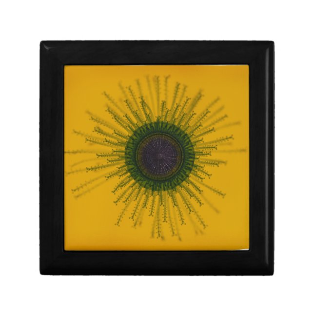 Jelly Fish Gift Box (Front)