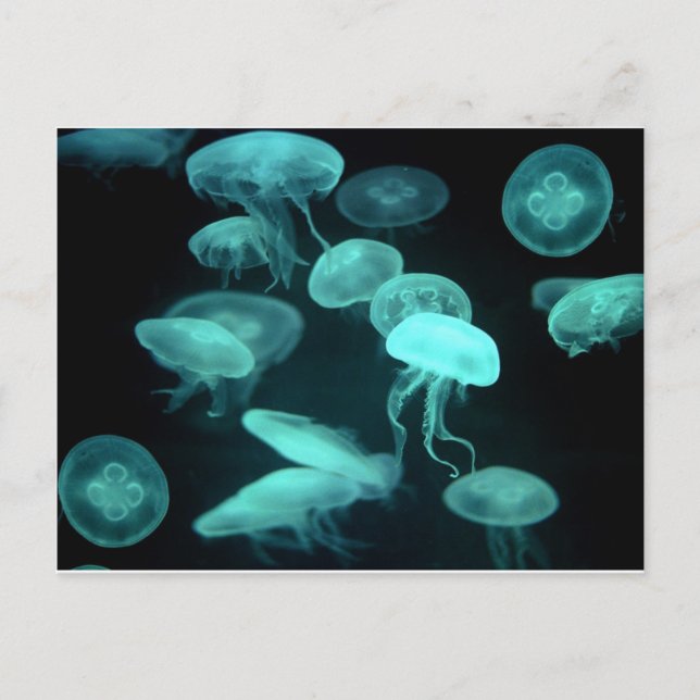 jelly fish glowing postcard (Front)
