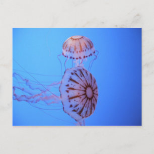 Jelly Fish - Monterey Bay, CA Postcard
