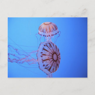 Jelly Fish - Monterey Bay, CA Postcard