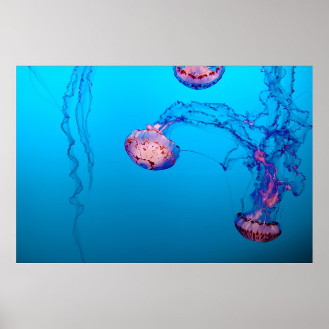 JELLY FISHES UNDERWATER POSTER (Front)