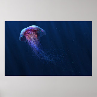 Jelly Poster