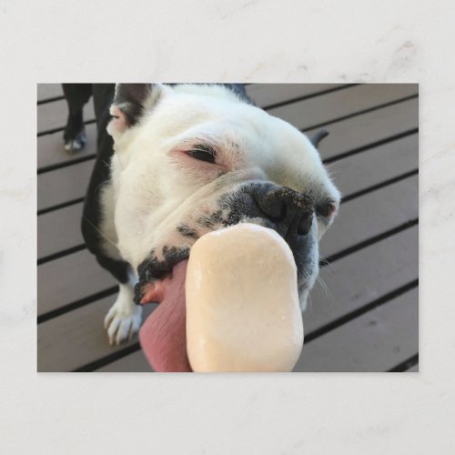Jellybean the Boston Terrier Postcard