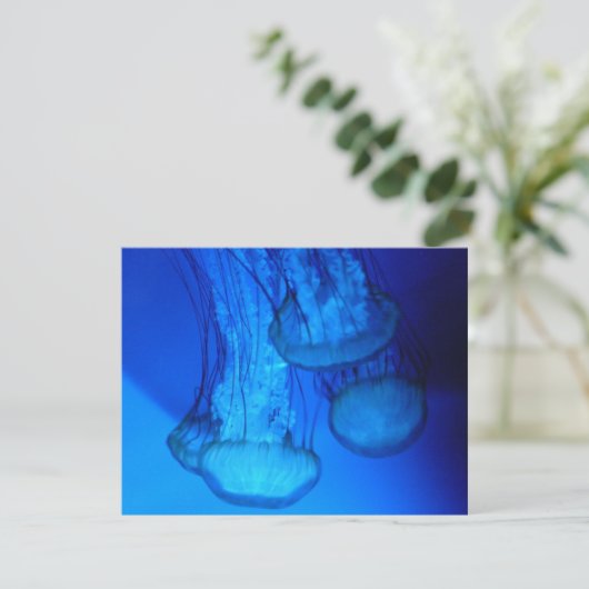 jellyfish (Standing Front)