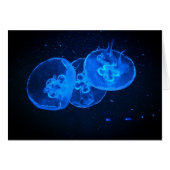 jellyfish (Front Horizontal)