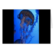 Jellyfish (Front Horizontal)