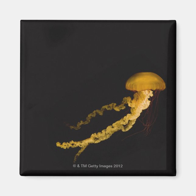 Jellyfish 2 magnet (Front)