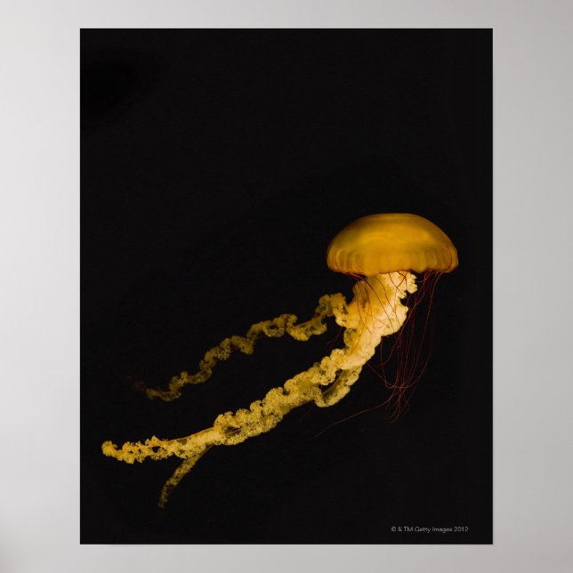 Jellyfish 2 poster (Front)