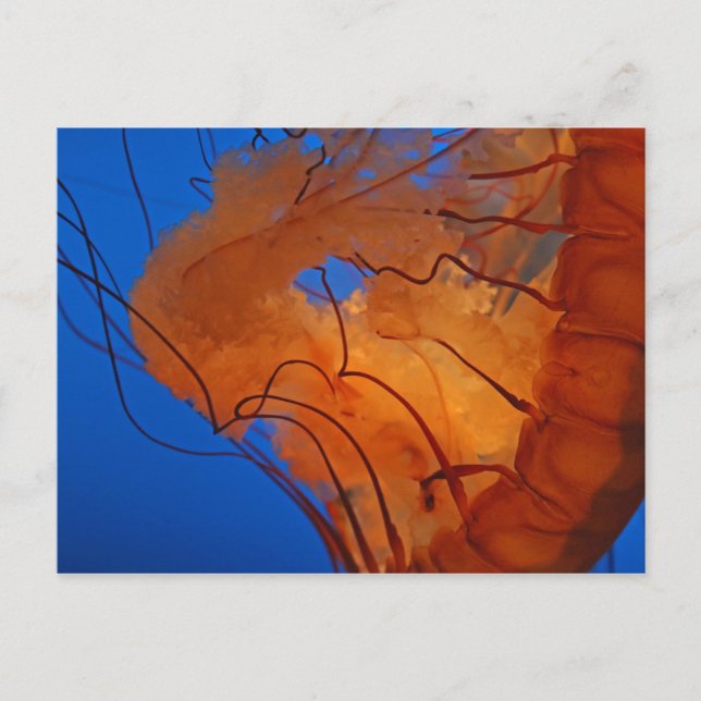 Jellyfish #3 postcard (Front)