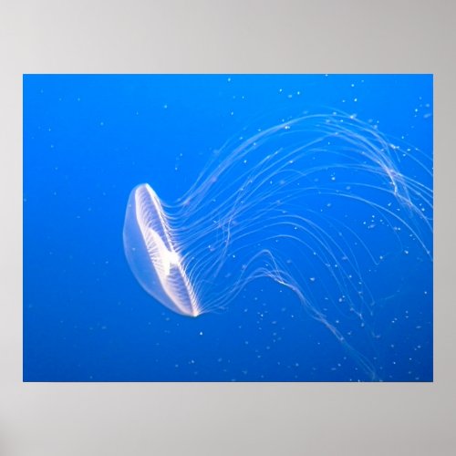 jellyfish_474059 jellyfish tentacles poisonous und poster