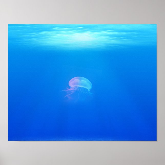 jellyfish-698521 SEA CREATURES ANIMALS BLUE OCEAN Poster (Front)