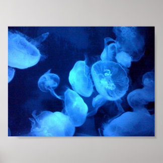 Jellyfish Bath Print