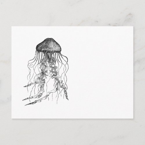 Jellyfish Black and White Pencil Drawing Sketch Postcard