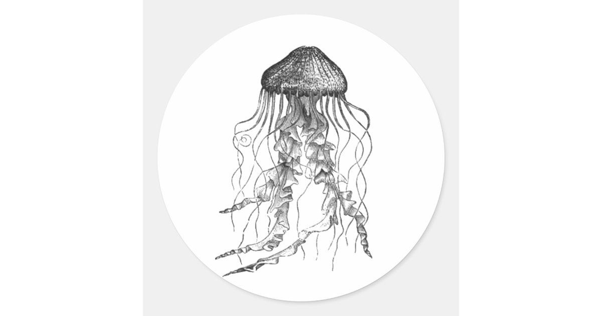 Jellyfish Black And White Pencil Sketch Design Classic Round Sticker Zazzle Com Jellyfish Black And White Pencil Sketch Design Classic Round Sticker Zazzle Com