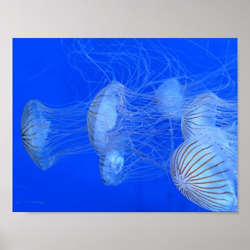 JELLYFISH BLUE OCEAN AQUATIC LIFE PHOTOGRAPHY POSTER