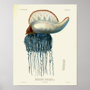 Jellyfish Blue Vintage Sea Creatures Art Print