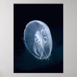 Jellyfish Bright Translucent Blue Portrait Poster at Zazzle