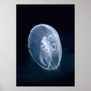 Jellyfish Bright Translucent Blue Portrait Poster at Zazzle