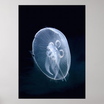 Jellyfish Bright Translucent Blue Portrait Poster by DigitalDreambuilder at Zazzle