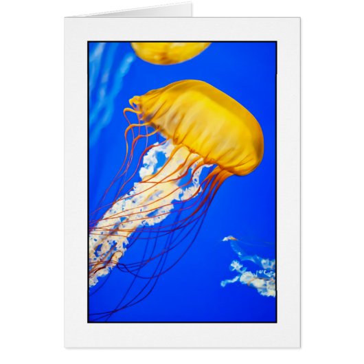 Jellyfish Cards (Front)