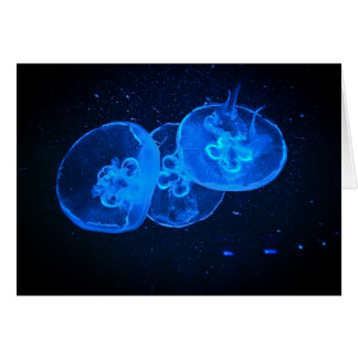 jellyfish cards