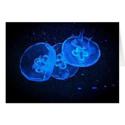 jellyfish cards (Front Horizontal)