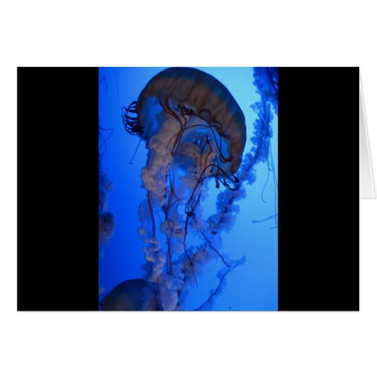 Jellyfish Cards (Front Horizontal)