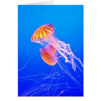 Jellyfish Cards