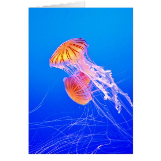 Jellyfish Cards (Front)