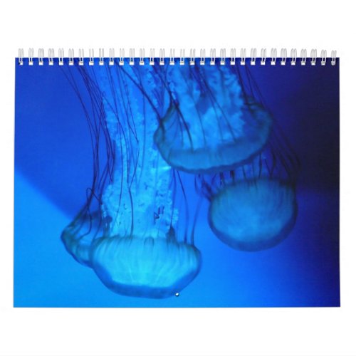 jellyfish cover calendar