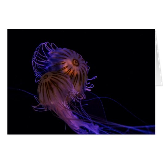 Jellyfish Dance Partners Cards (Front Horizontal)