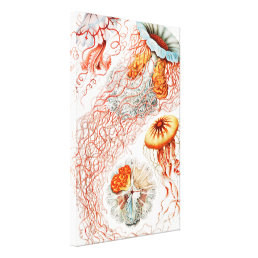 Jellyfish, Discomedusae  by Ernst Haeckel Canvas Print