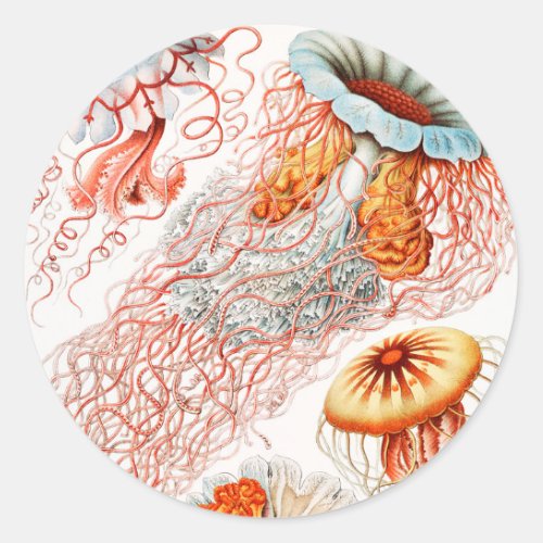 Jellyfish Discomedusae by Ernst Haeckel Classic Round Sticker