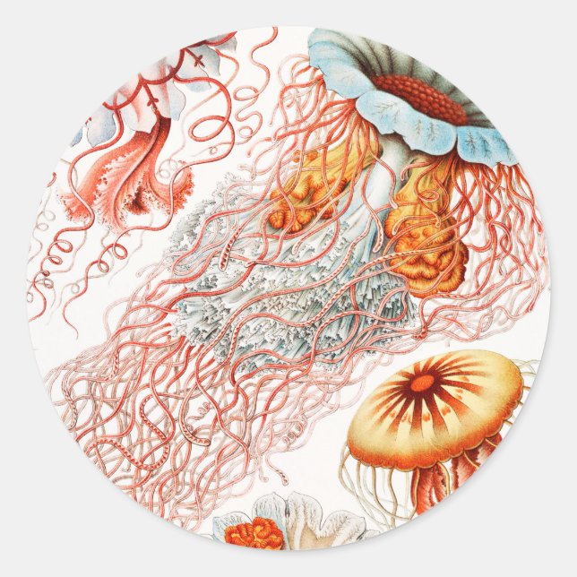 Jellyfish, Discomedusae by Ernst Haeckel Classic Round Sticker (Front)