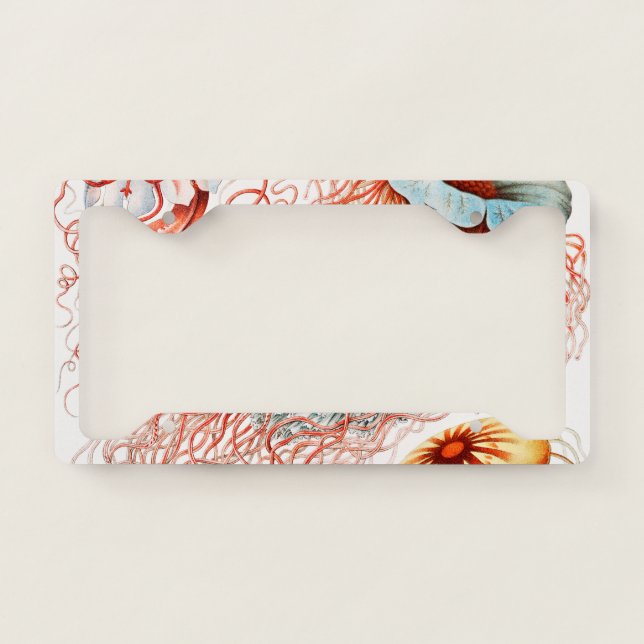 Jellyfish, Discomedusae by Ernst Haeckel License Plate Frame (Front)