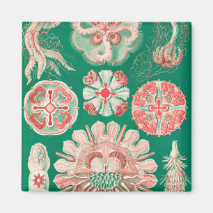 Jellyfish, Discomedusae by Ernst Haeckel Magnet