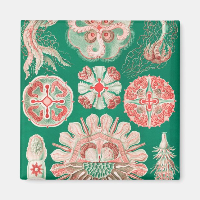 Jellyfish, Discomedusae by Ernst Haeckel Magnet (Front)