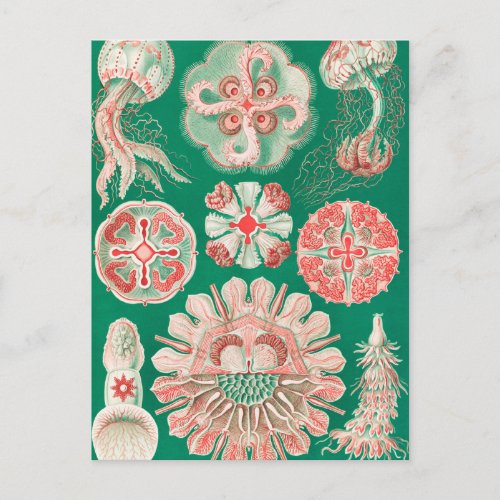 Jellyfish Discomedusae by Ernst Haeckel Postcard